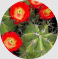 Claret Cup Cactus - Wholesale Landscape Supplies - Back Breakers Landscaping & Maintenance