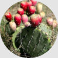Prickly Pear Cactus  - Wholesale Landscape Supplies - Back Breakers Landscaping & Maintenance